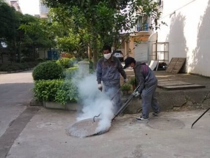 龍崗區污水井滅蟑螂